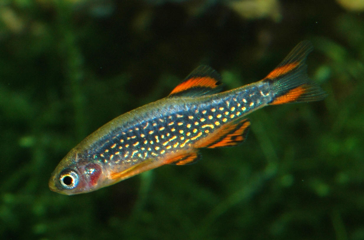 Celestichthys margaritatus